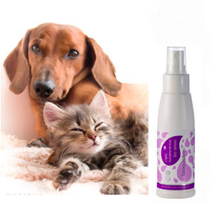 Запах от животных: как избавиться от запаха кошачьей мочи в квартире
